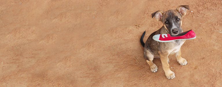 How to Train a Puppy to Fetch Shoes How to Train a Puppy to Fetch Shoes